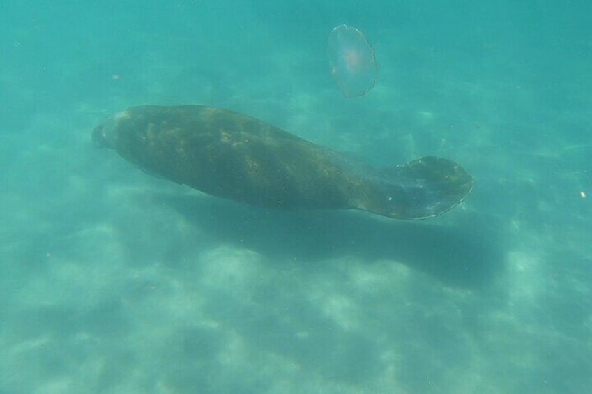 Guided Reef Snorkeling Tour in Pompano Beach