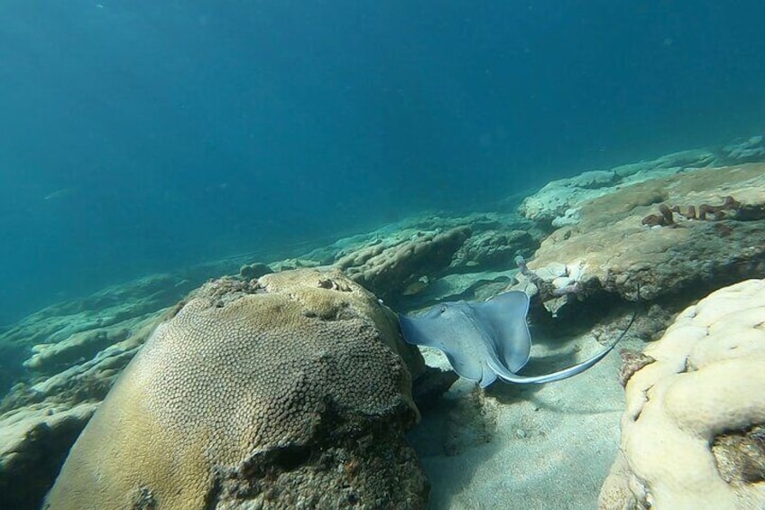 Guided Reef Snorkeling Tour in Pompano Beach