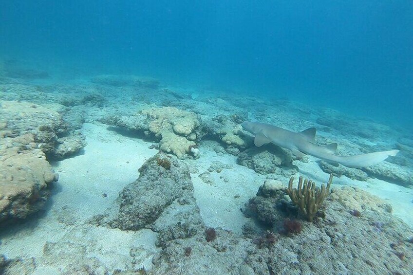 Guided Reef Snorkeling Tour in Pompano Beach