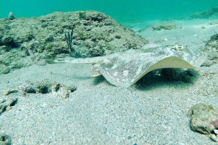 Guided Reef Snorkeling Tour in Pompano Beach