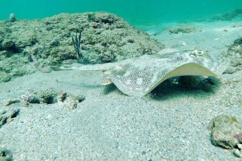 Guided Reef Snorkeling Tour in Pompano Beach
