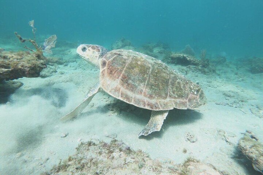 Guided Reef Snorkeling Tour in Pompano Beach