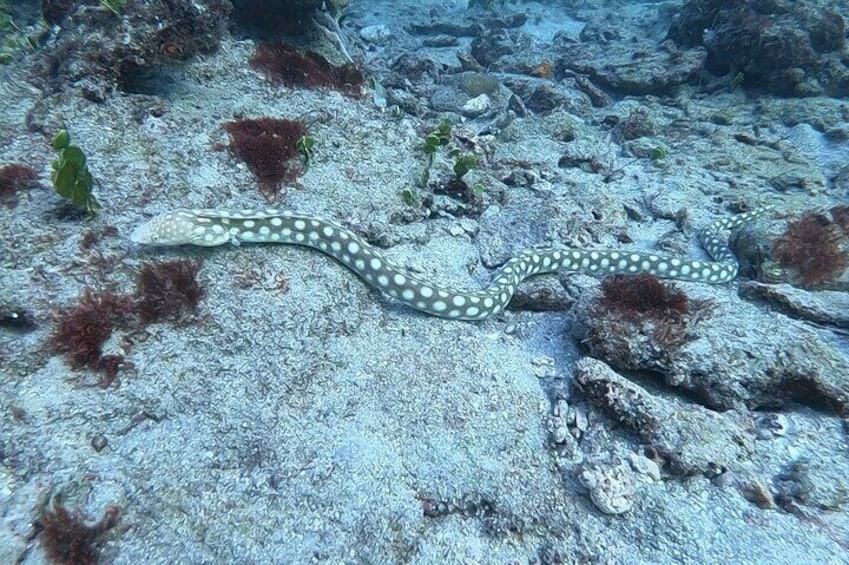 Guided Reef Snorkeling Tour in Pompano Beach