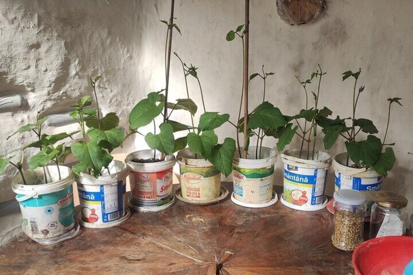 Permaculture and Homestead Tour in Șardu, Cluj