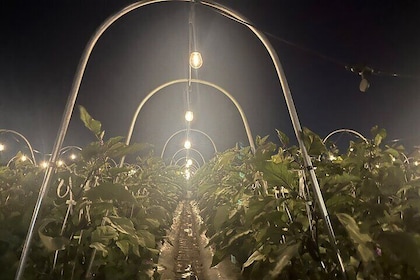 Original Pizza Making Using Kyoto Vegetable at BNR Night Farm