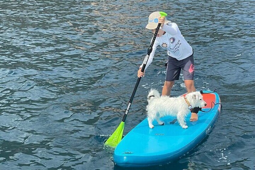 Paddleboards available (pet not included)