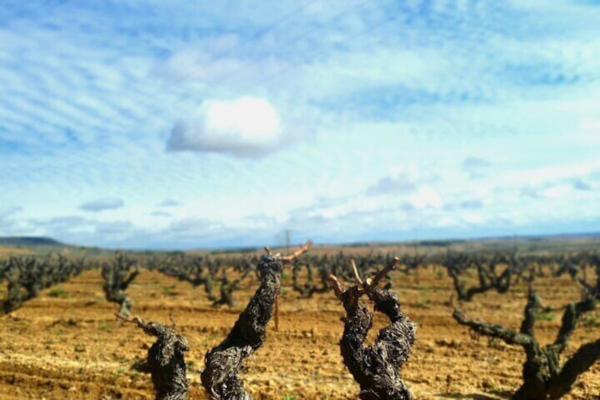 1 day retreat, Wine Tasting in Winery, Yoga in Vineyard and Lunch