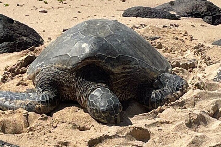 Private North Shore Waterfalls and Turtles Tour