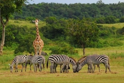 Affordable Calauit Safari Tour with Black Island