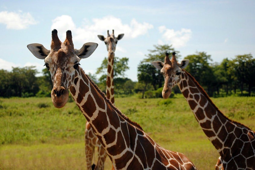 Affordable Calauit Safari Tour with Black Island