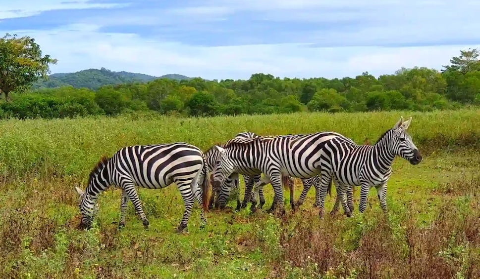 Affordable Calauit Safari Tour with Black Island