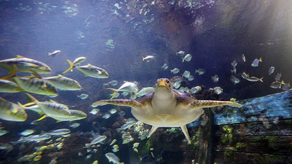SEA LIFE Munich Aquarium Ticket