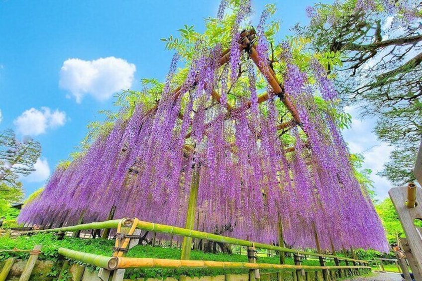 Kyoto & Uji: Full Day Sightseeing Tour from Osaka or Kyoto