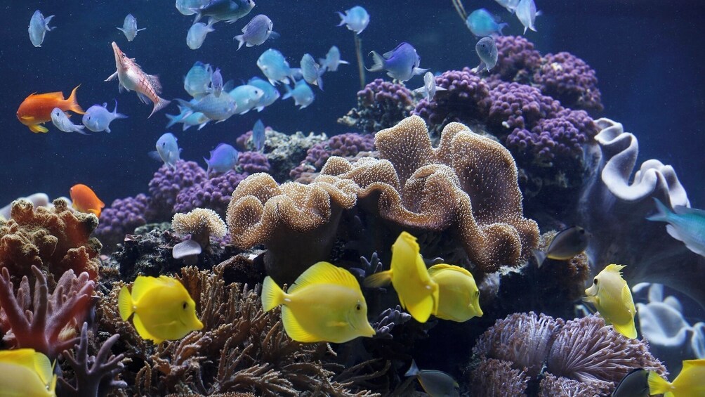 SEA LIFE Timmendorfer Strand Admission Ticket