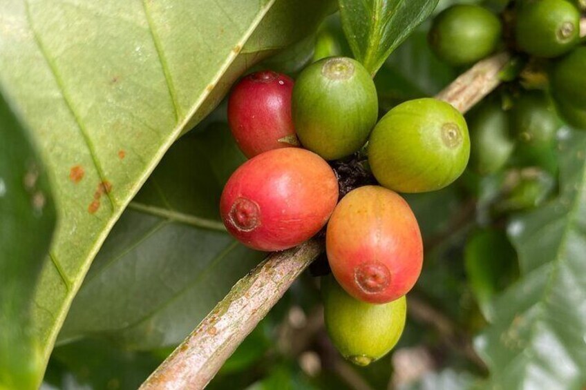 Medicinal and Edible Plant Class at Hidden Jungle Beach House