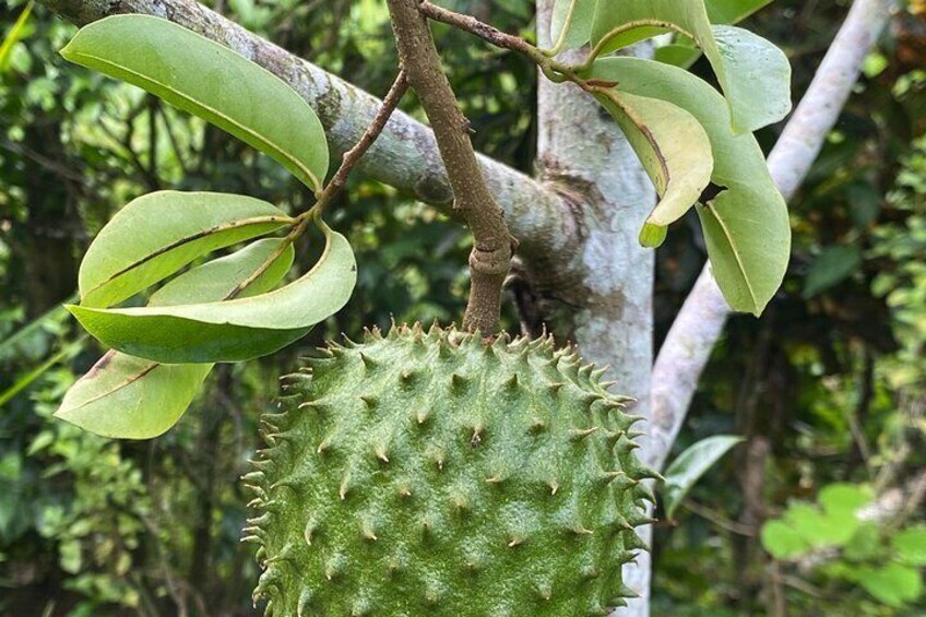 Medicinal and Edible Plant Class at Hidden Jungle Beach House