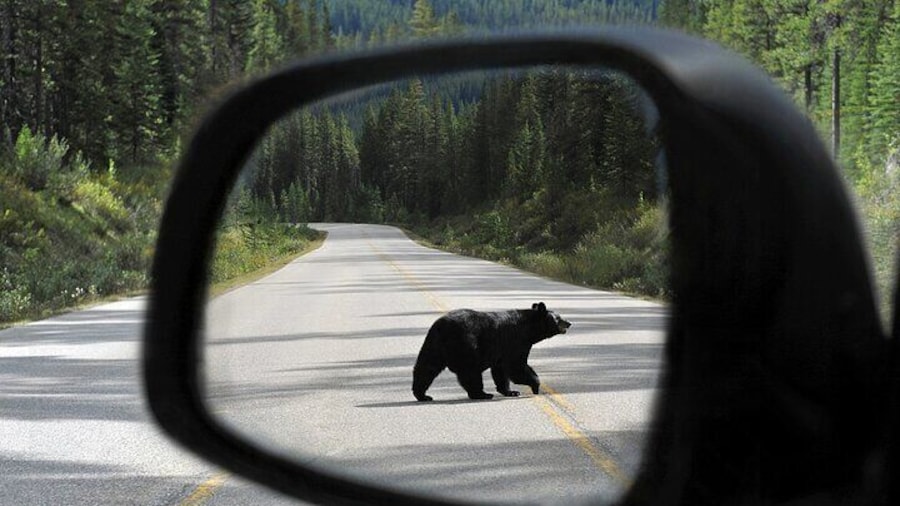 Banff Wildlife Explore and Johnston Canyon Hiking Tour