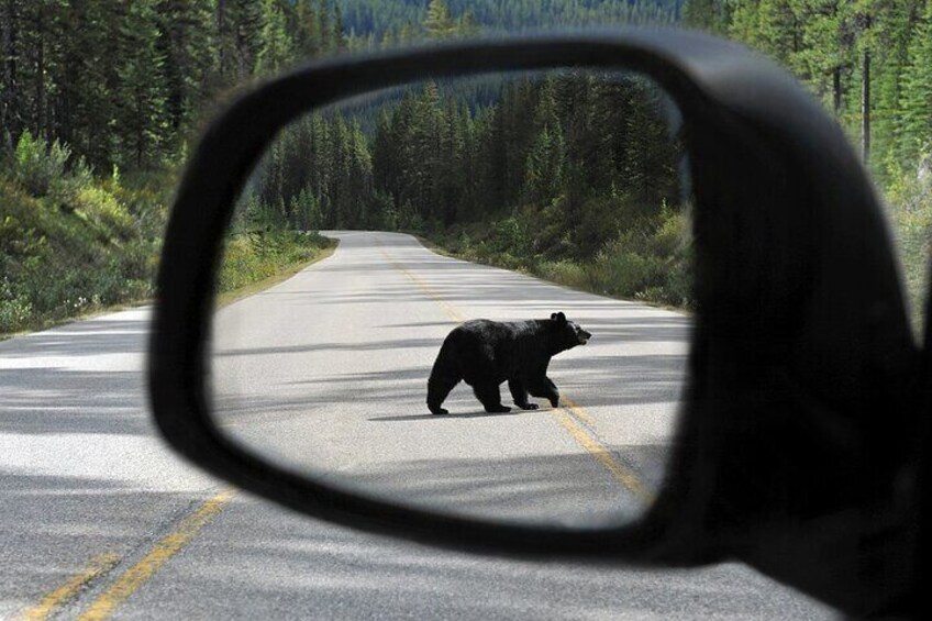 Banff Wildlife Explore and Johnston Canyon Hiking Tour