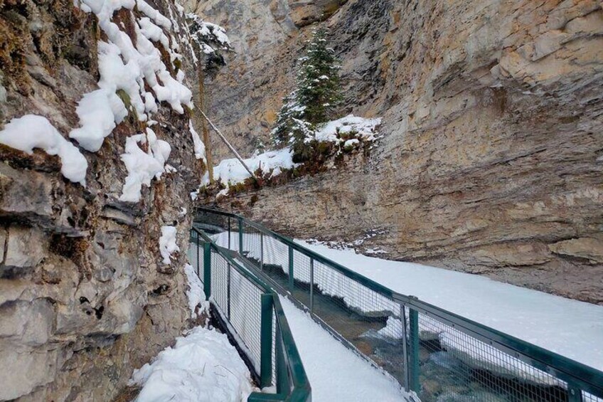 Banff Wildlife Explore and Johnston Canyon Icewalk Tour