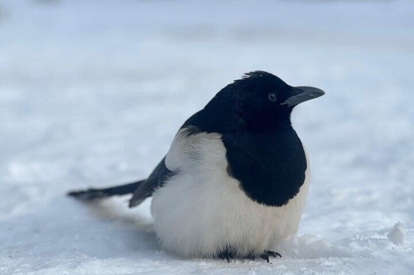 Banff Wildlife Explore and Johnston Canyon Icewalk Tour