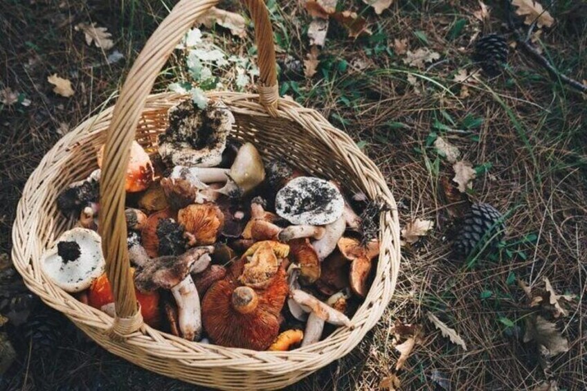 Private Daytrip for Truffle Mushroom Foraging and Wine Tasting