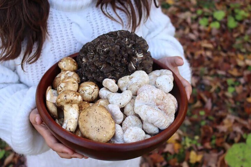 Private Daytrip for Truffle Mushroom Foraging and Wine Tasting