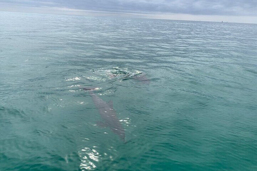 2 Hour Shell Island Jet Ski Dolphin Tour