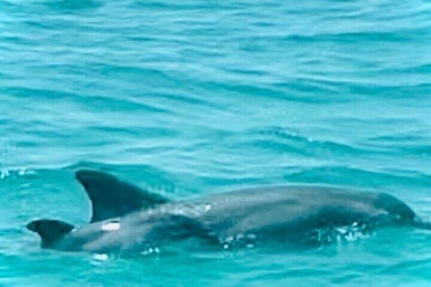 2 Hour Shell Island Jet Ski Dolphin Tour