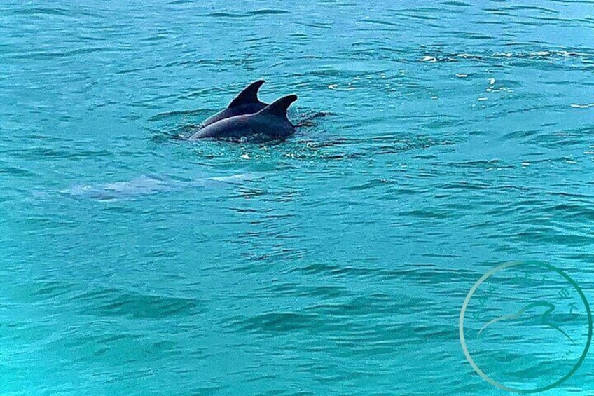 2 Hour Shell Island Jet Ski Dolphin Tour