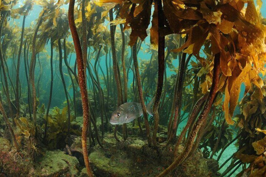 Great African Seaforest Snorkel