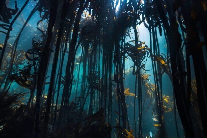 Great African Seaforest Snorkel
