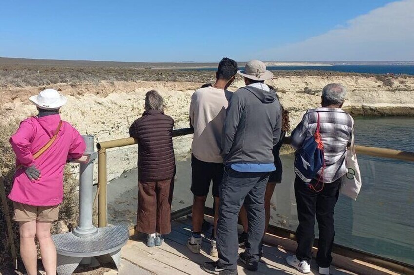 Observation of one-haired sea lions.