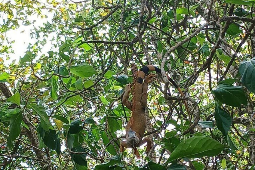 Green Iguana