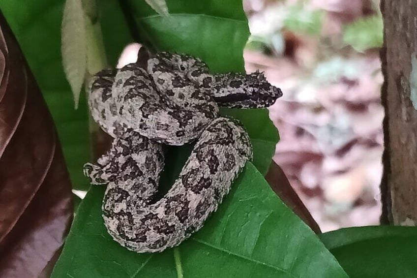 Gray eyelash palm viper 