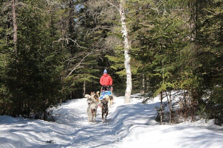 Dogsledding Nordic Adventure in Mont Tremblant