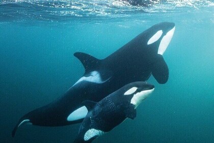 Havssafari Din chans att simma med Späckhuggare The Worlds Only!