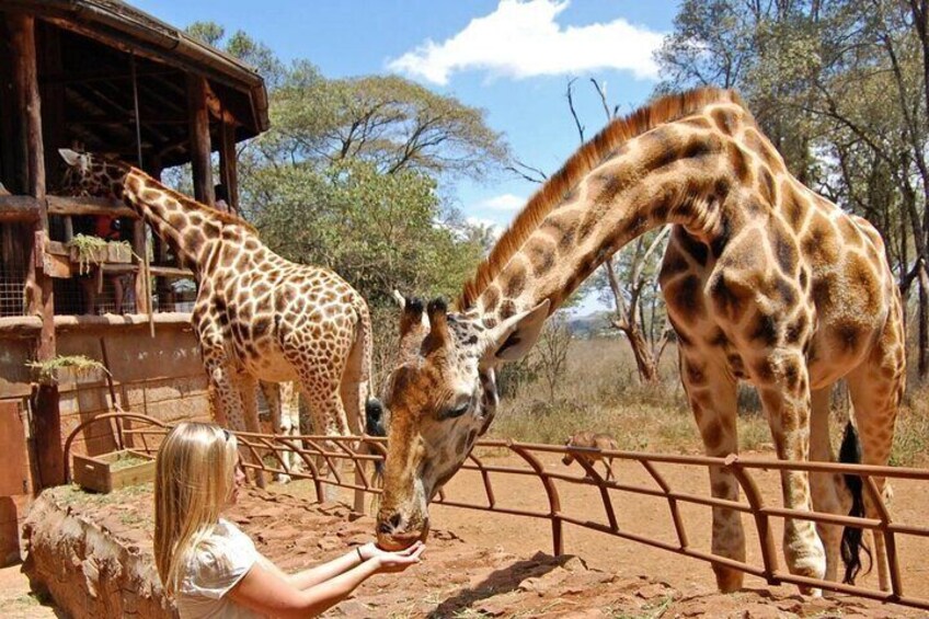Giraffe Center Half Day Trip from Nairobi