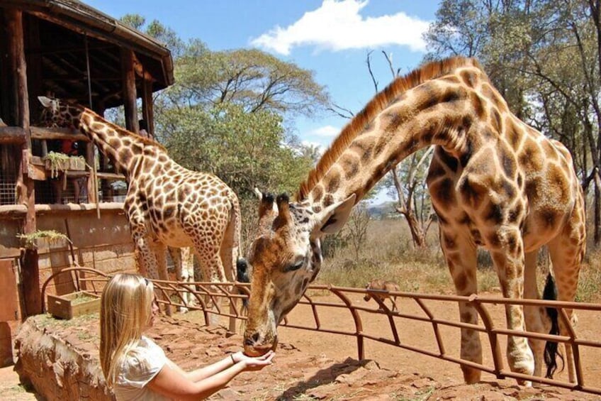 Giraffe Center Half Day Trip from Nairobi