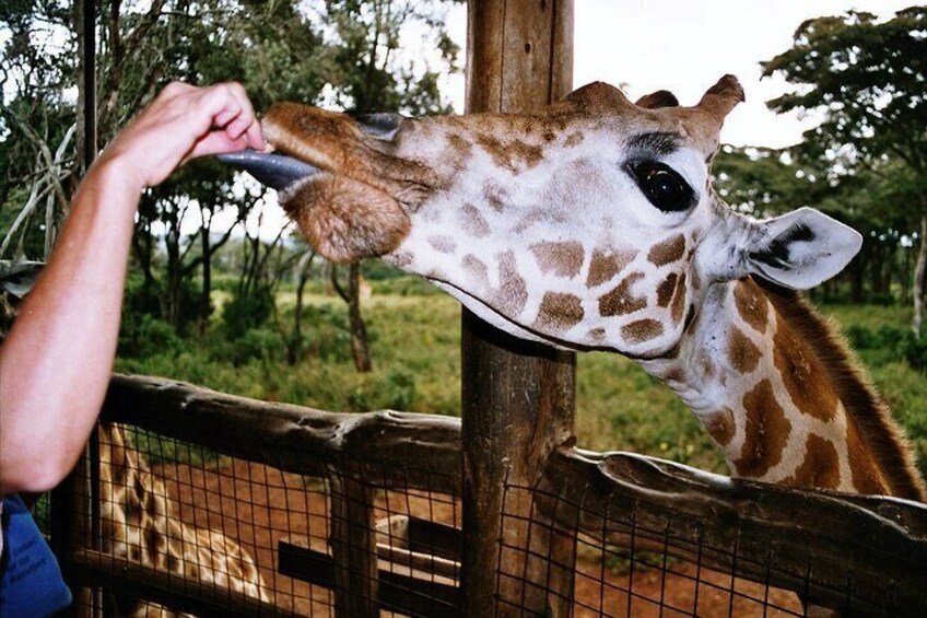 Giraffe Center Half Day Trip from Nairobi