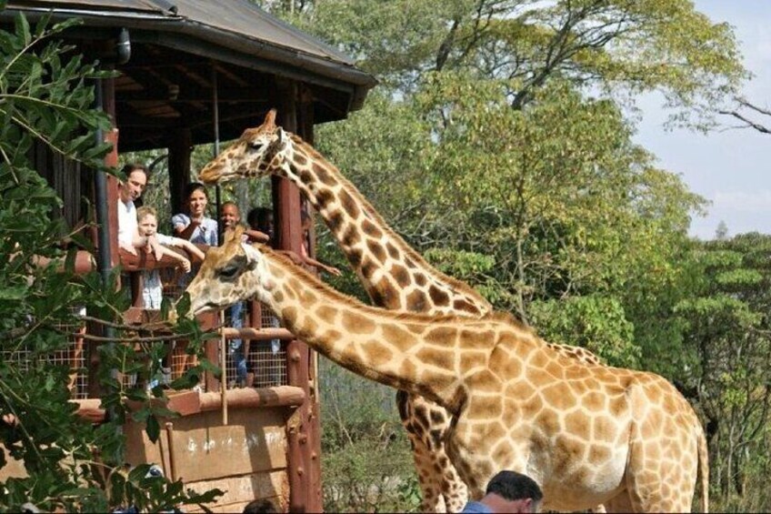 Giraffe Center Half Day Trip from Nairobi