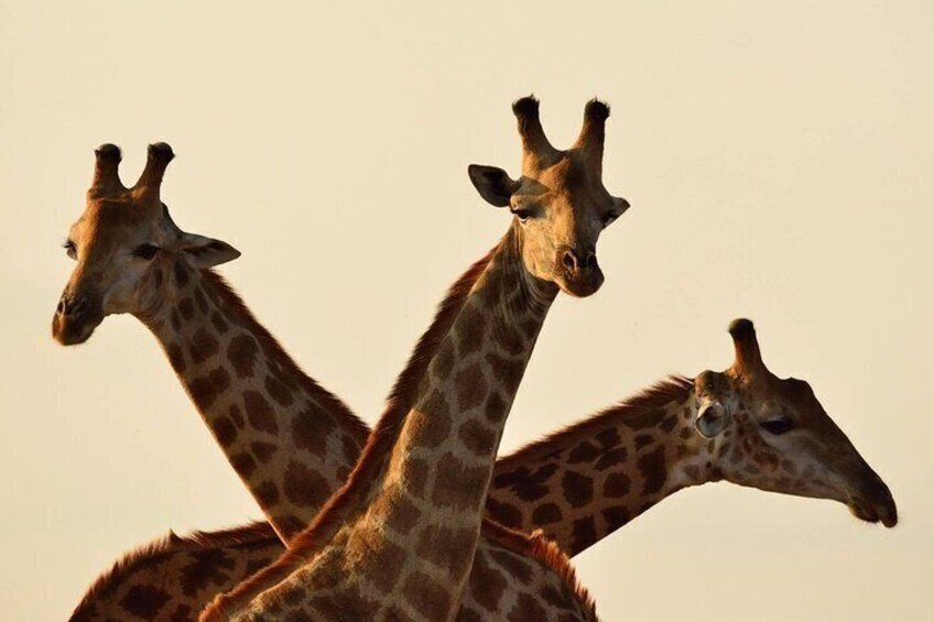 Giraffe Center Half Day Trip from Nairobi
