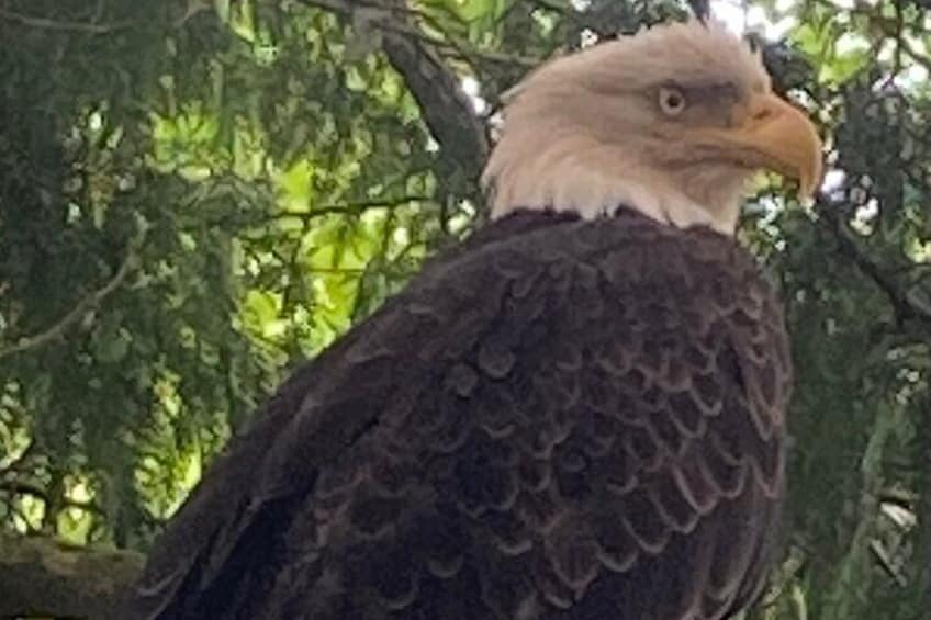 Beautiful bald eagle