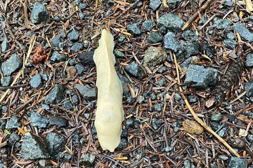 Banana slug