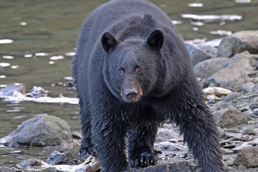 Black bear 