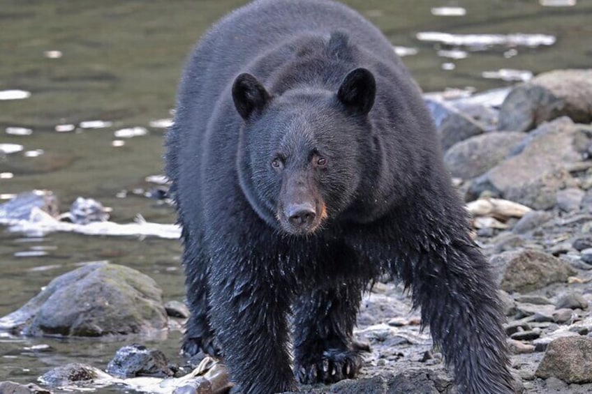 Black bear