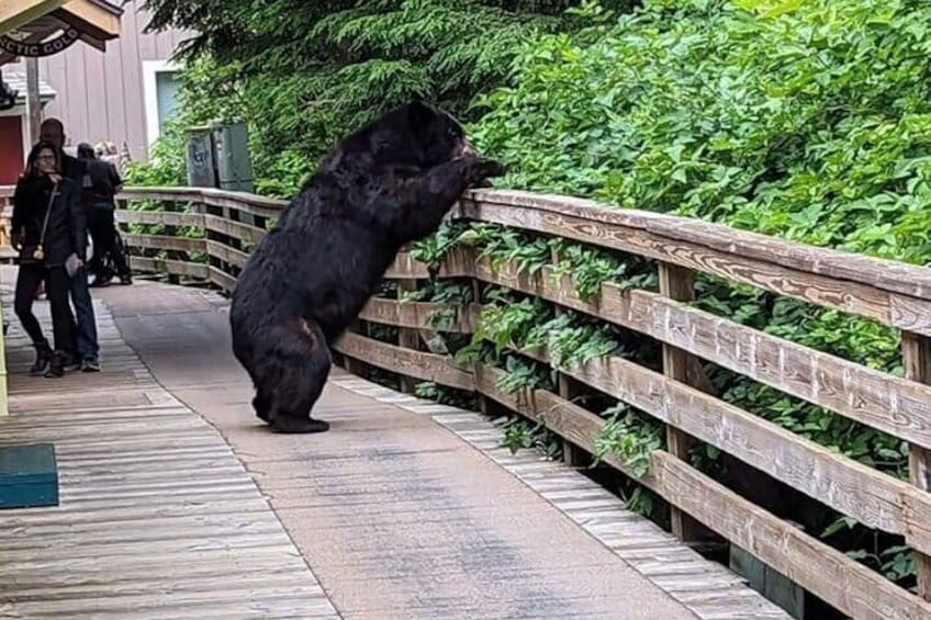 Big black bear on creek St. looking for salmon berries!