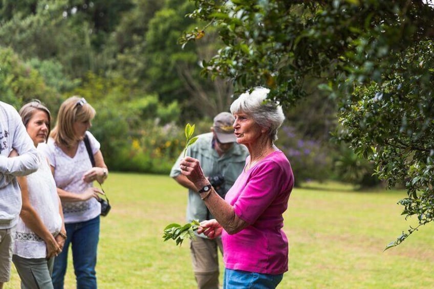 Kiambethu Tea Farm Tour & Lunch From Nairobi