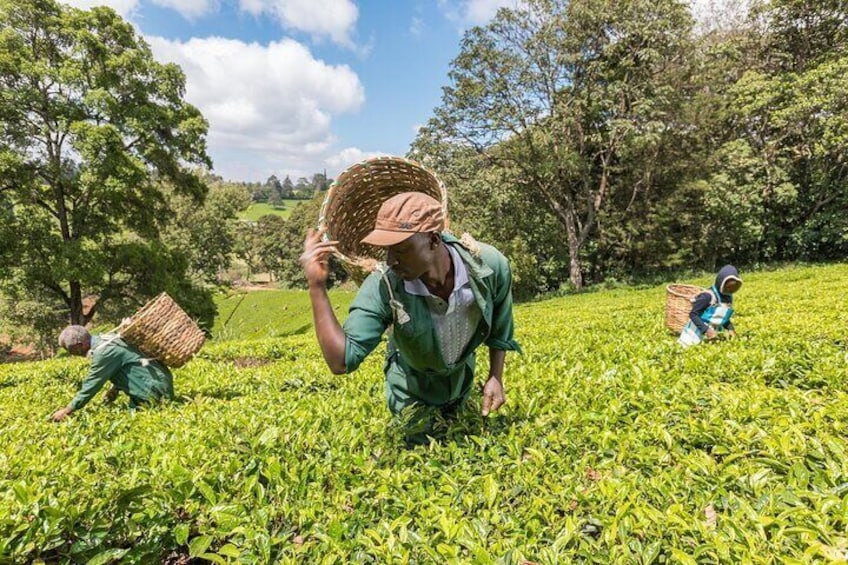 Kiambethu Tea Farm Tour & Lunch From Nairobi