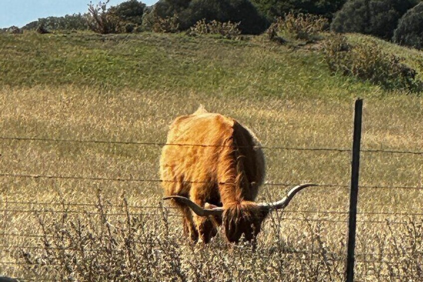 Visit Churchill Island to encounter the majestic Highland cows and soak in serene island views.