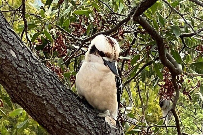 Listen to the iconic laughter of the kookaburra, Australia's cheeky and beloved bird of the bush.